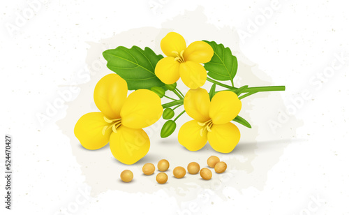 Mustard plant flower with mustard seed vector illustration 