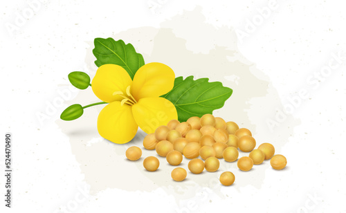 Yellow Mustard seed with mustard plant flower vector illustration