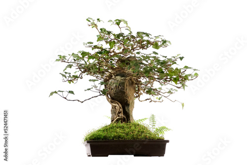 Ivy Bonsai isolated on white Background