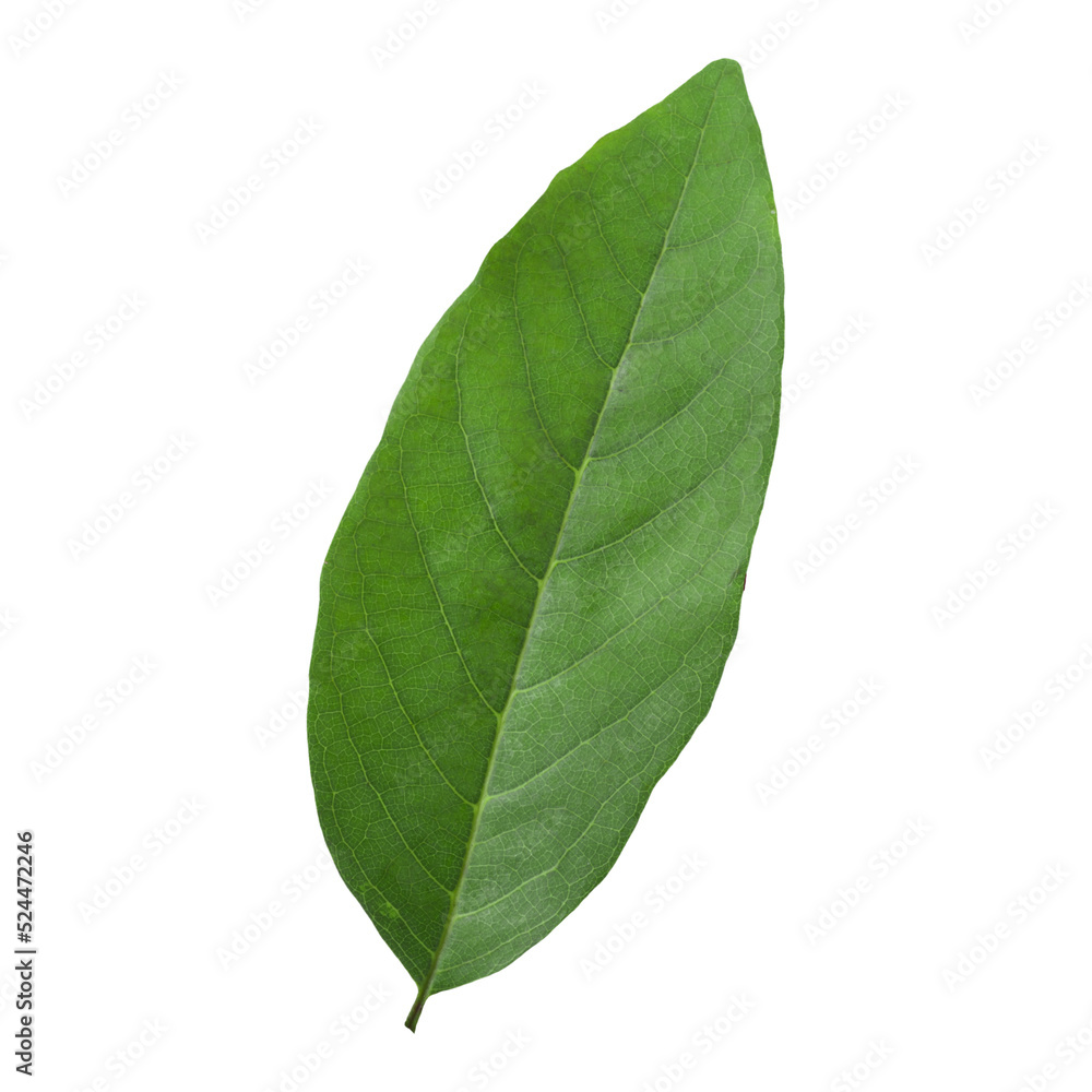 Obraz premium leaves custard apple isolated on alpha background