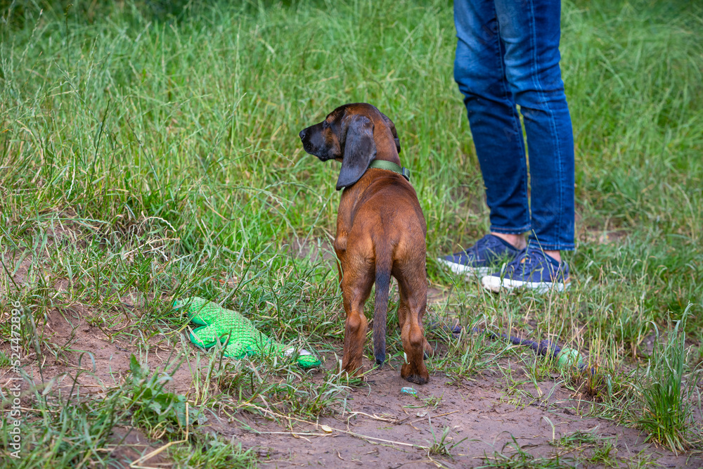 legs and a cute bloodhound puppy legs and a cute bloodhound puppy