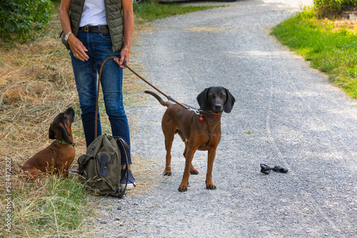 old and young sniffer dog beside a gravel road