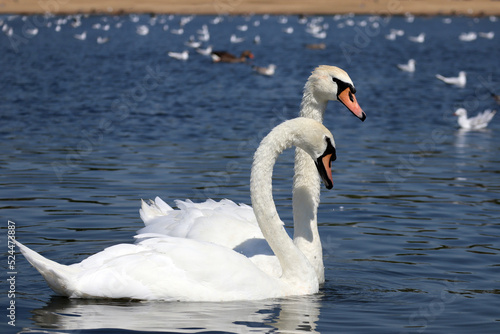 Swans and seagulls in a pond in Hyde Park in London on a sunny day