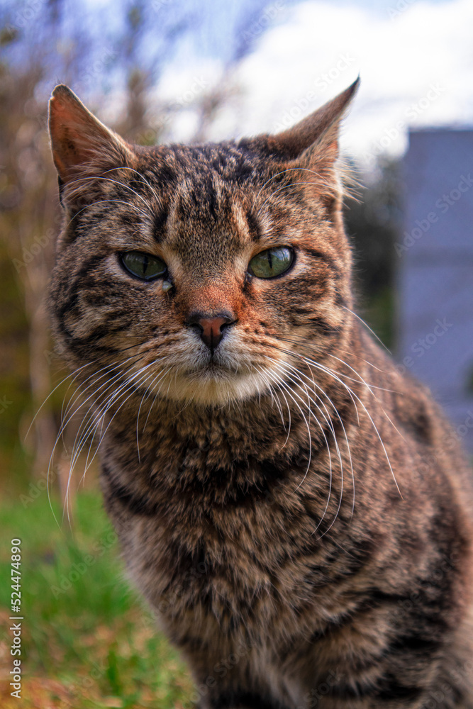 Close up of the Cat's mouth. Head of a rusty gray cat with large green eyes Close up of the Cat's mouth. Head of a rusty gray cat with large green eyes