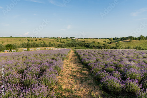 rows of flowering lavender bushes in field under blue sky.