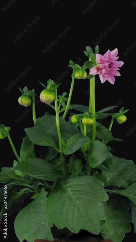 Time lapse of growing, opening and rotating pink dahlia flower with ALPHA transparency channel isolated on black background, vertical orientation Time lapse of growing, opening and rotating pink dahlia flower with ALPHA transparency channel isolated on black background, vertical orientation