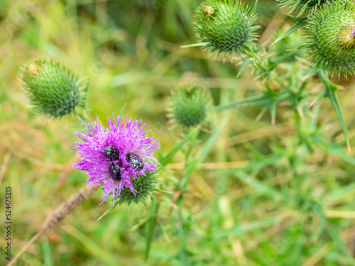 three beetles in flower of thistle on green meadow closeup after summer rain