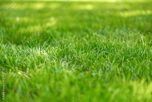 Wallpaper Mural Green lawn of grass leaves in the park, detail, blurred background Torontodigital.ca
