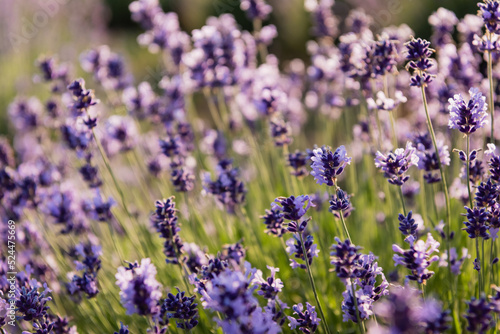 close up view of lavender plants flowering in field.