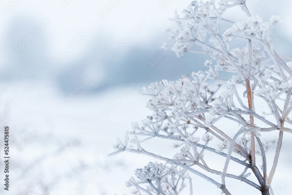 Frost-covered plant branches on a blurred background in gentle light blue tones