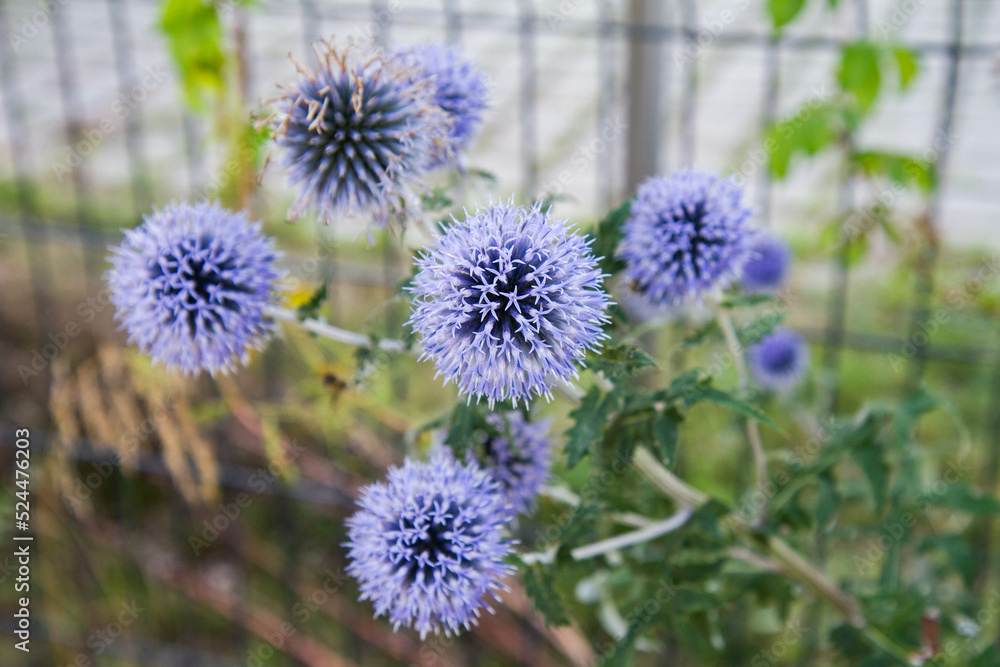 The Globe thistles (Echinops) plant blooming The Globe thistles (Echinops) plant blooming
