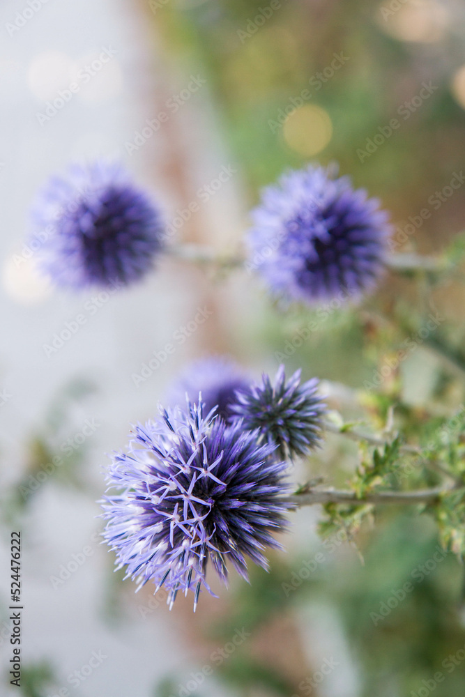 The Globe thistles (Echinops) plant blooming The Globe thistles (Echinops) plant blooming