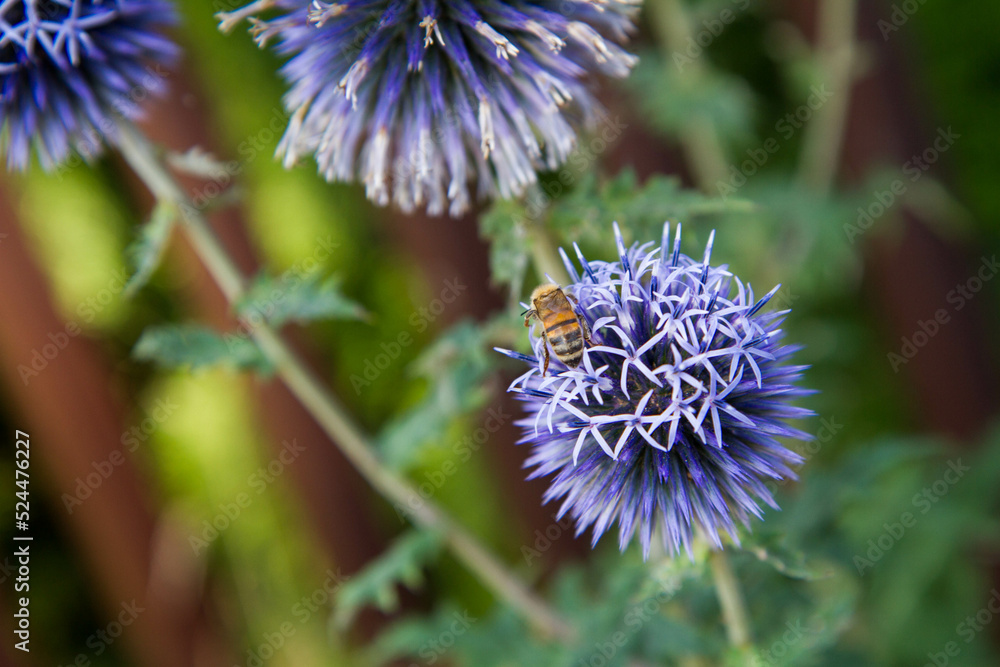 Bee on the Globe thistles (Echinops) plant 
