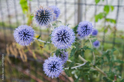 The Globe thistles  Echinops  plant blooming