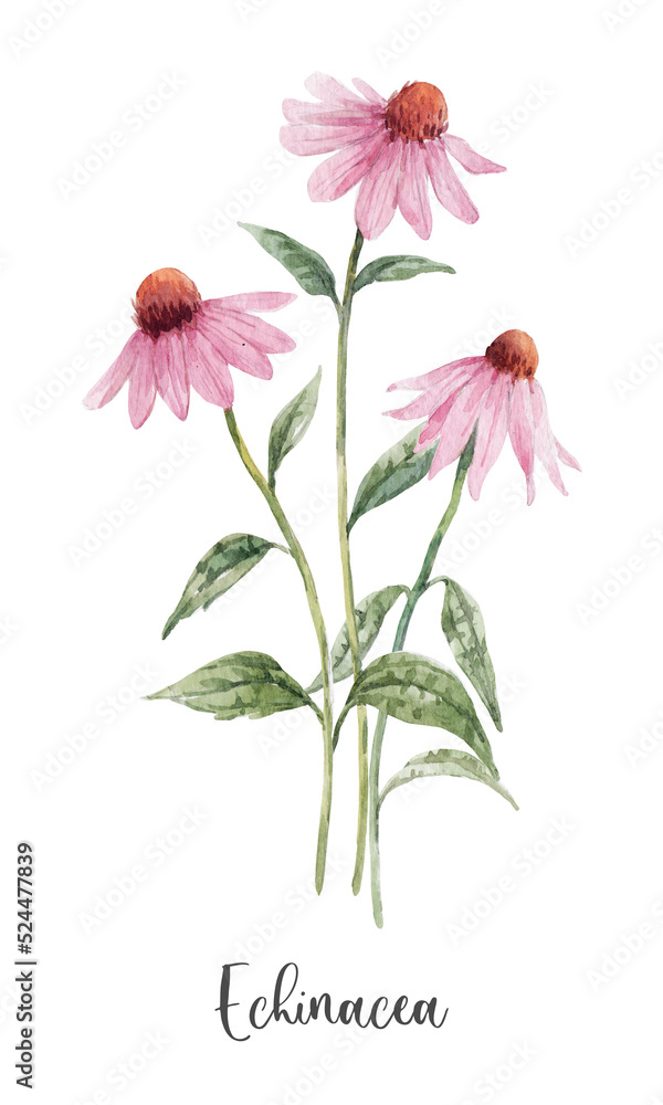 Beautiful floral clip art with watercolor hand drawn summer wild field echinacea flower. Stock illustration. - obrazy, fototapety, plakaty 