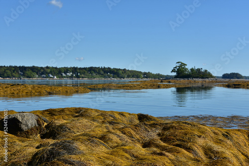Seaweed Covered Reef in Front of Little Frenches