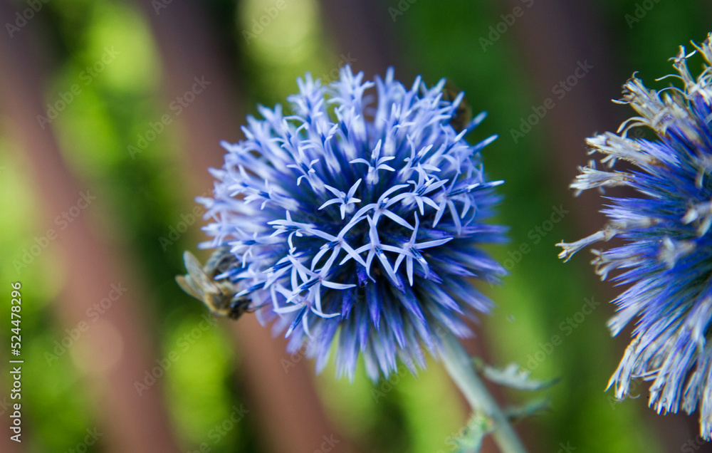 The Globe thistles (Echinops) plant blooming The Globe thistles (Echinops) plant blooming