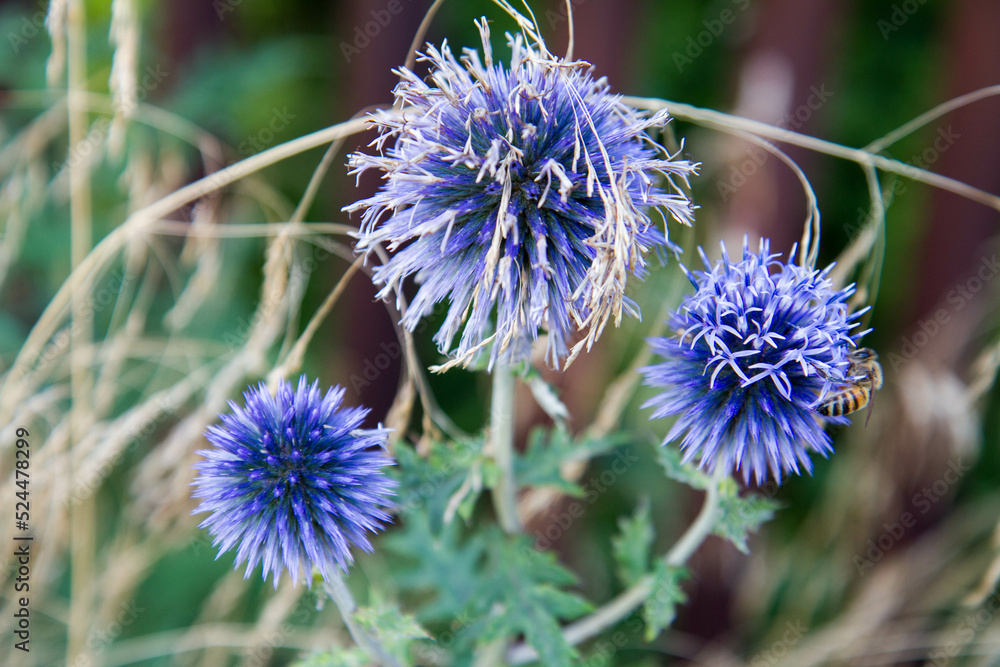 The Globe thistles (Echinops) plant blooming The Globe thistles (Echinops) plant blooming