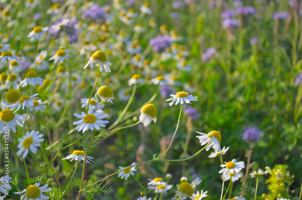 Daisies in the field in the summer.