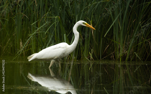 Great egret (Ardea alba) on the hunt. Common egret or great white heron. Egred on a wild habitat in nature, white bird on green background. © Solar 760L