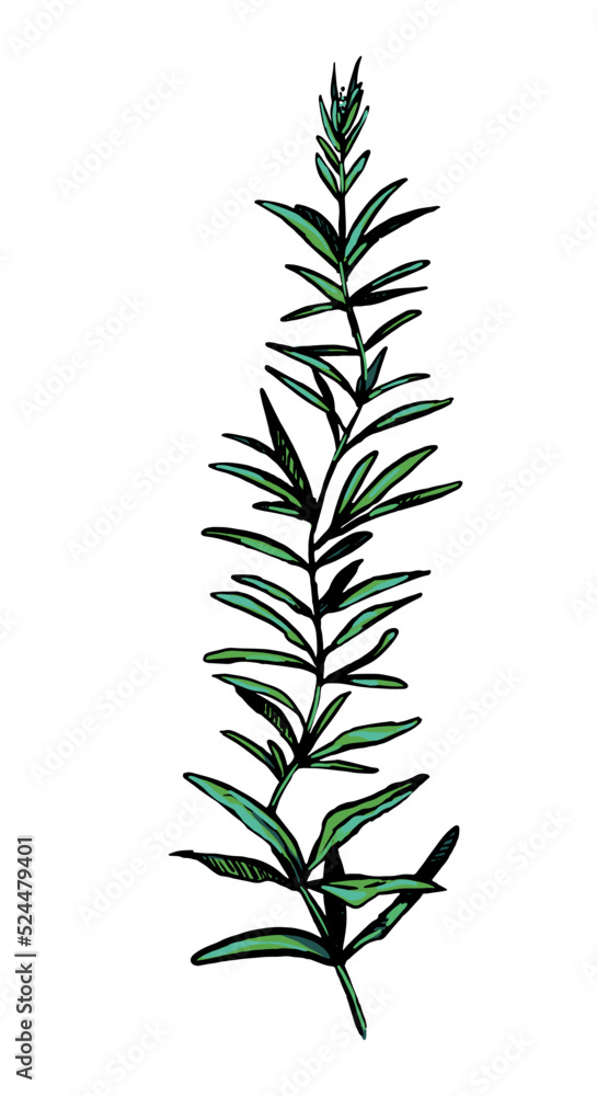Wild plant retro ink sketch of weed. Hand drawn vector illustration of herb. Botanical clipart isolated on white background.