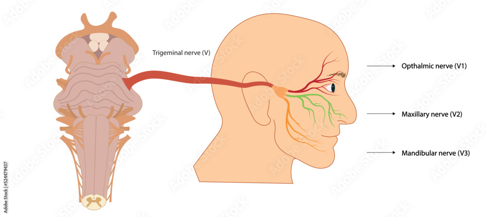 Fototapeta premium Trigemial nerve illustration. Connection of the face nerves to brainstrem with nerve number V. Ventral view of brainstrem.
