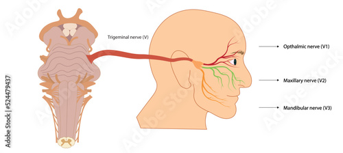 Trigemial nerve illustration. Connection of the face nerves to brainstrem with nerve number V. Ventral view of brainstrem.  photo