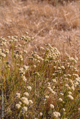 California Buckwheat with bees. photo