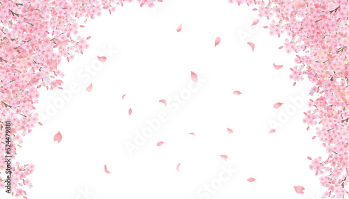 美しく華やかな満開の薄いピンク色の桜の花と花びら舞い散る春の白バックフレームベクター素材イラスト
