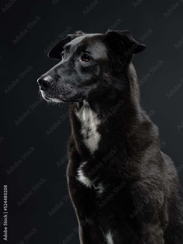 Portrait of a black dog on a black background, studio shot Portrait of a black dog on a black background, studio shot