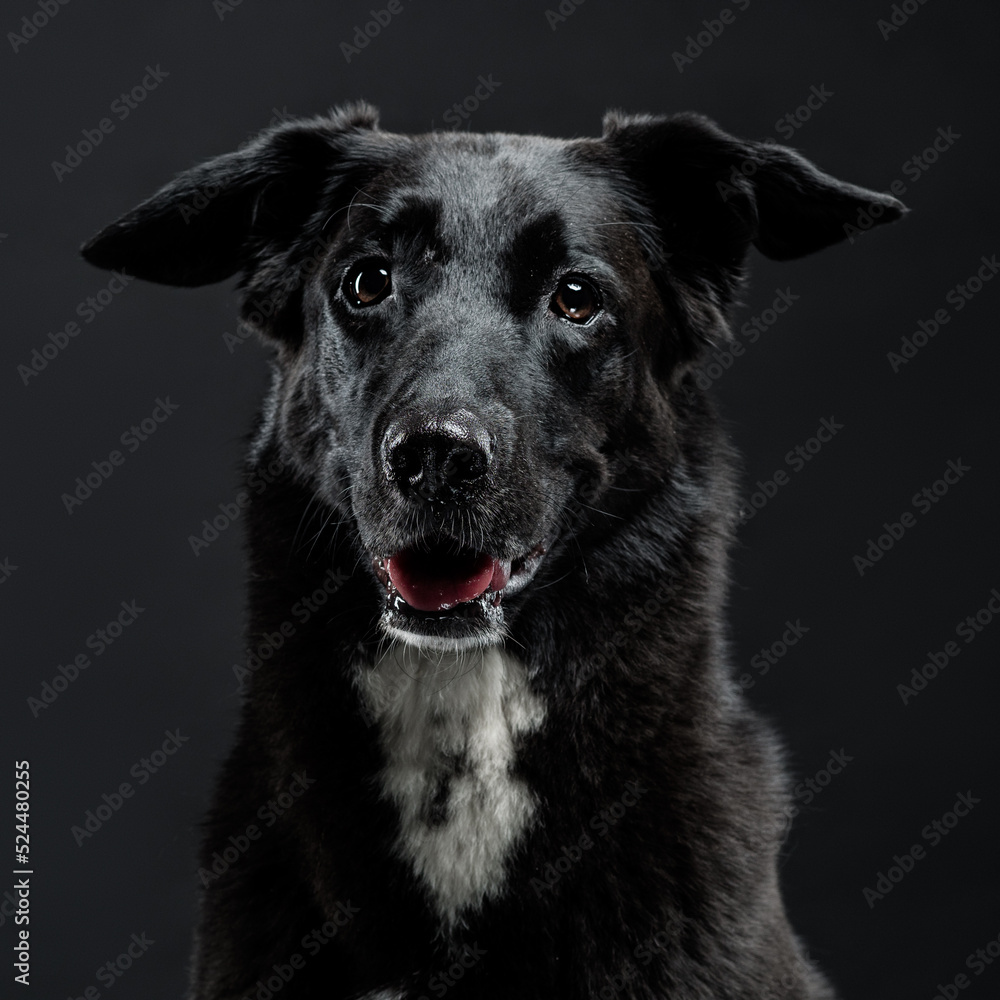 Portrait of a black dog on a black background, studio shot