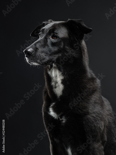 Portrait of a black dog on a black background, studio shot