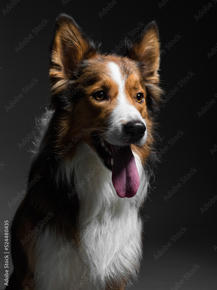  Portrait of a border collie sitting with open mouth on dark background, studio shot
