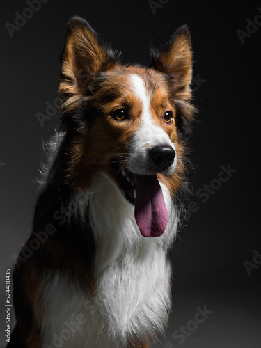  Portrait of a border collie sitting with open mouth on dark background, studio shot © Daria