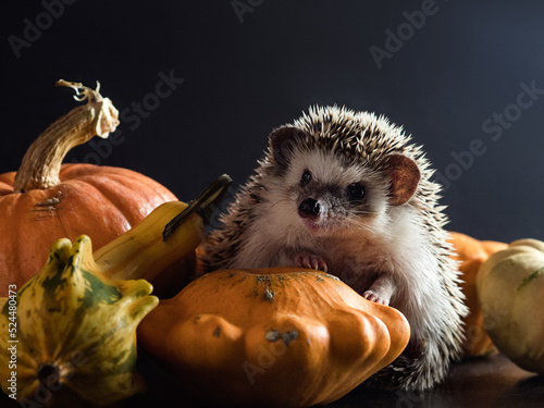 Fotografiet Portrait of a hedgehog sitting in pumpkins and squash, studio shot