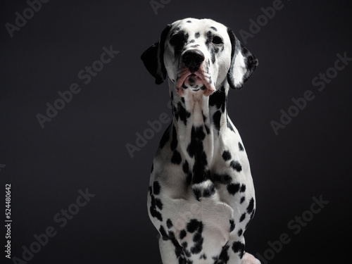 Portrait of a dalmatian on grey background, studio shot photo