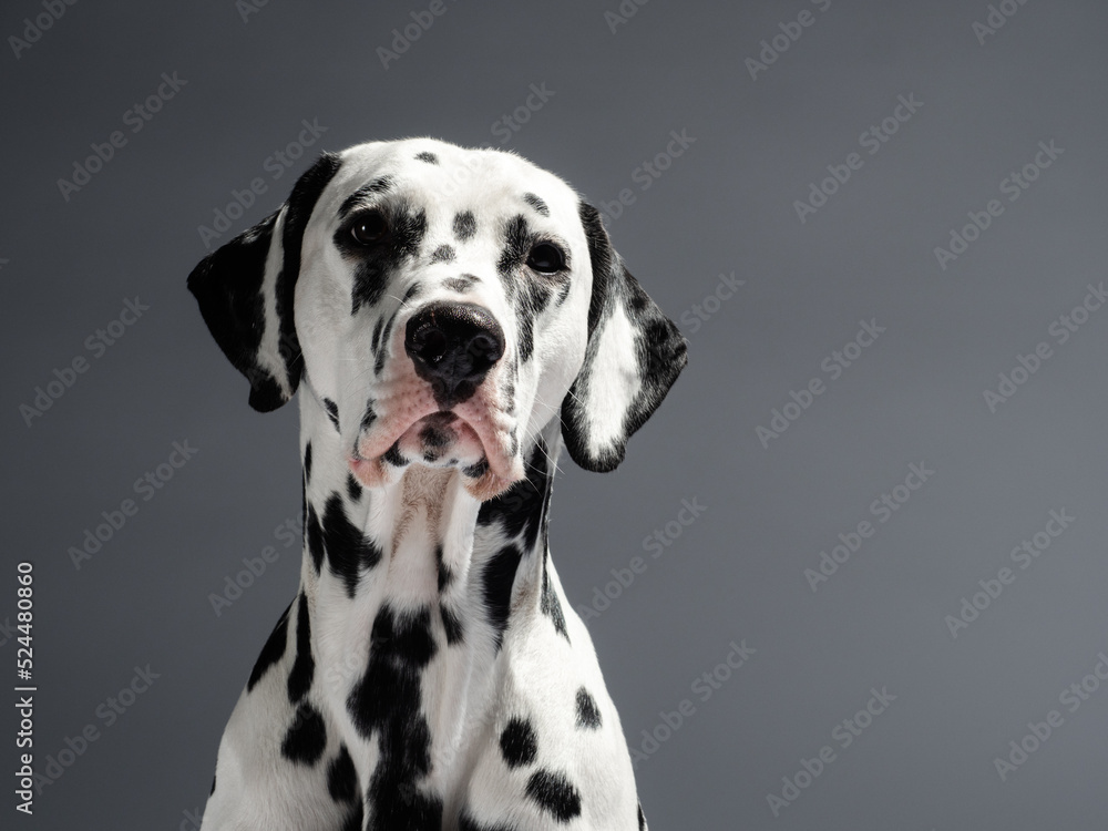 Portrait of a dalmatian on grey background, studio shot