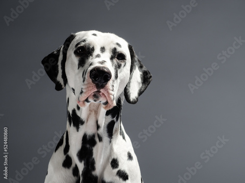 Portrait of a dalmatian on grey background, studio shot © Daria