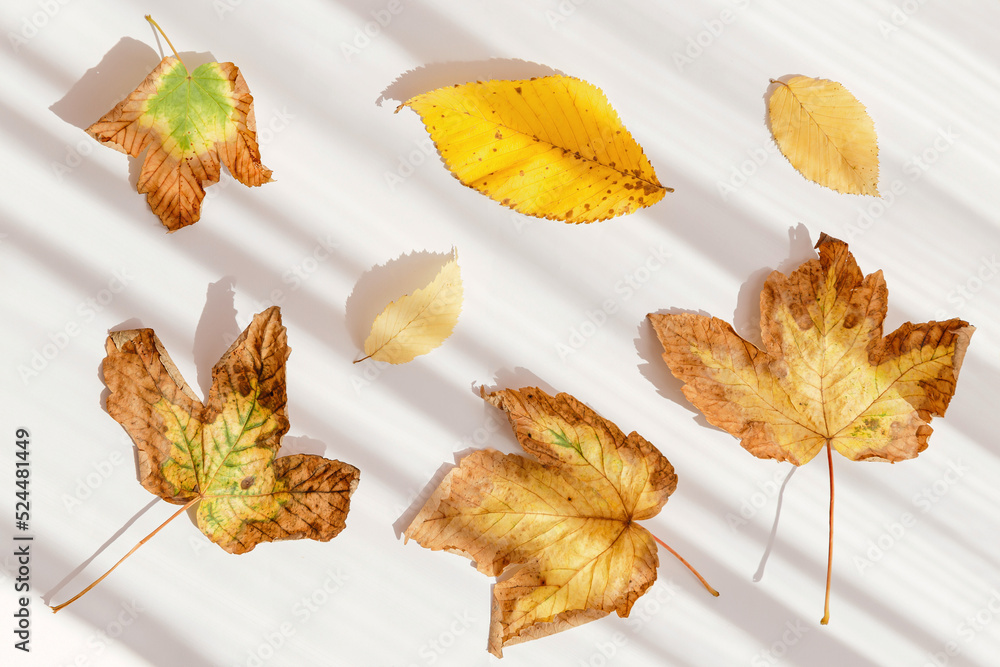 Creative composition made of dried leaves on white sunlit background with shadow. Autumn, fall, thanksgiving day concept. Flat lay, top view Creative composition made of dried leaves on white sunlit background with shadow. Autumn, fall, thanksgiving day concept. Flat lay, top view