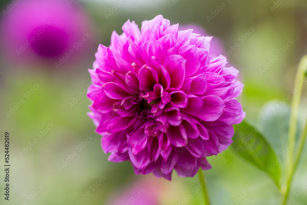 Beautiful lilac head of a dahlia. Flowers in the garden, landscape design. Close-up. Beautiful lilac head of a dahlia. Flowers in the garden, landscape design. Close-up.