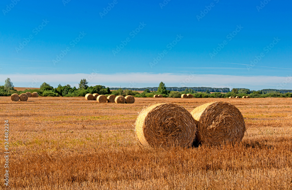 A field with haystacks on a blue sky background. Huge bales of hay in the field, summer wheat harvest