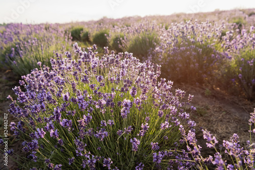 purple lavender flowers in meadow on summer day.