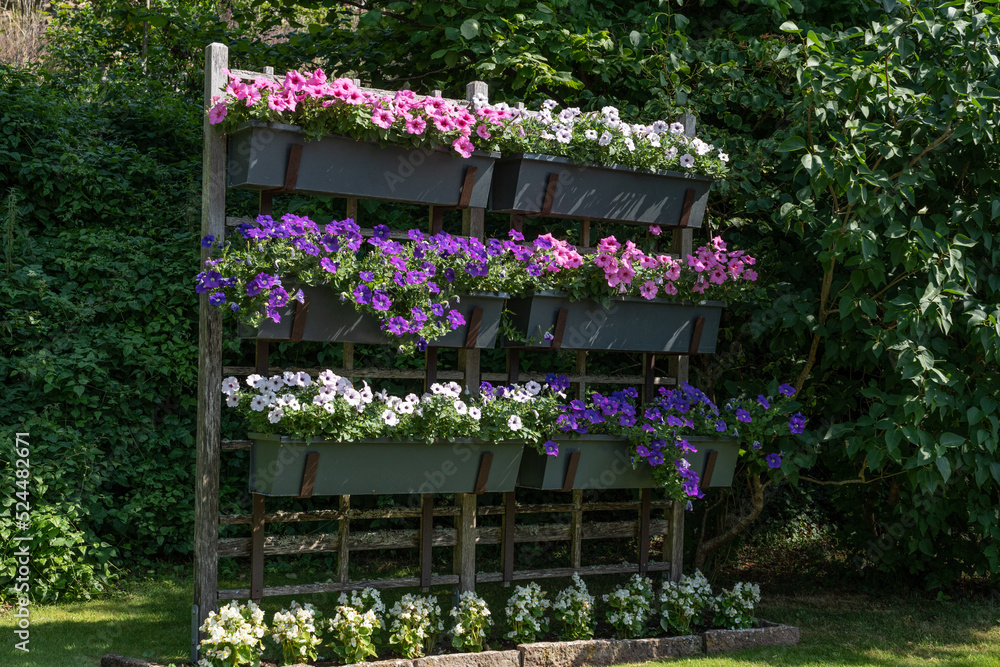 Fototapeta premium flowers in a garden