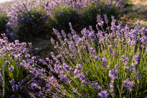 high angle view of lavender bushes blooming in meadow.