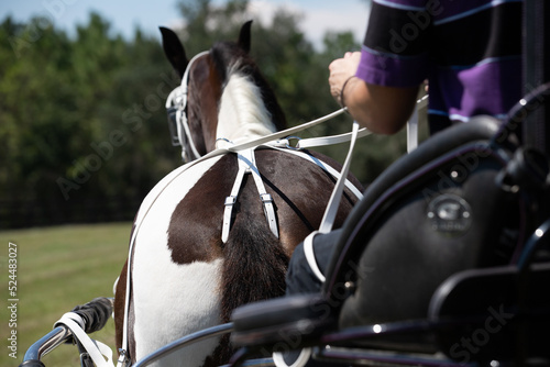 hands holding the reins to a harness.  photo