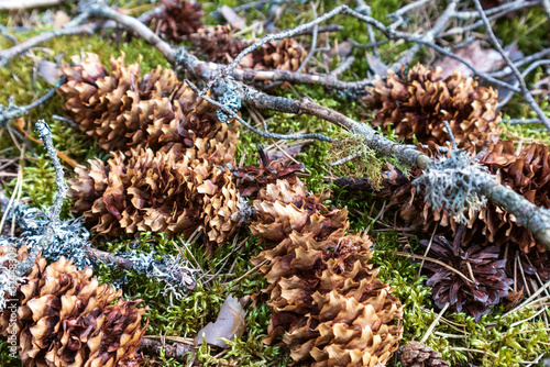 Some old pine cones in the green mossy forest with brown leaves