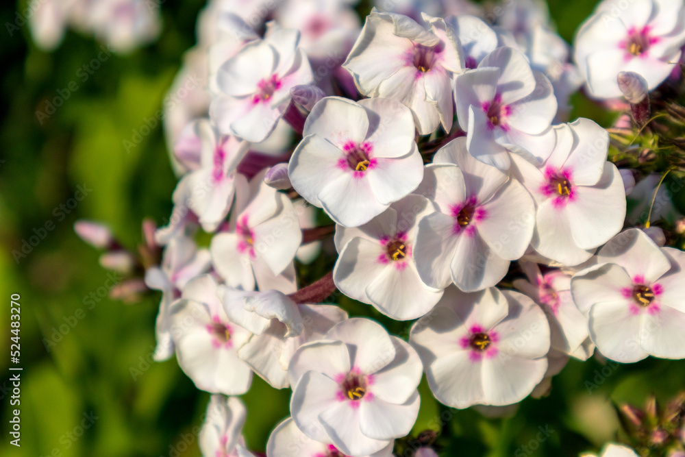 Obraz premium Beautiful white flowers with a pink color in the middle of them growing on a green bush with a green grass background
