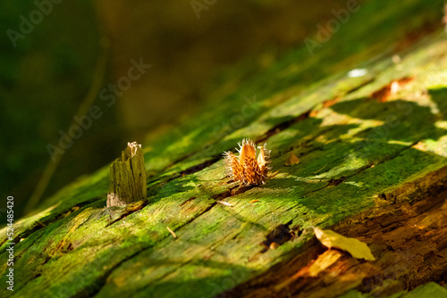 Fotografia Beechnut shell on a tree