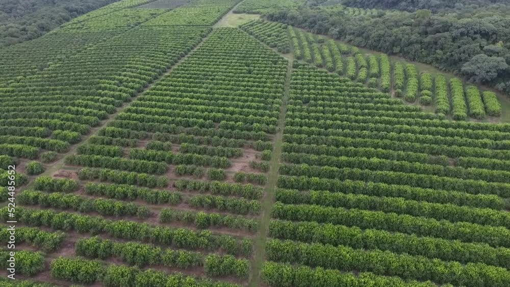 aerial view taken by drone of a green field planted with lemon trees arranged in rows. aerial view taken by drone of a green field planted with lemon trees arranged in rows.