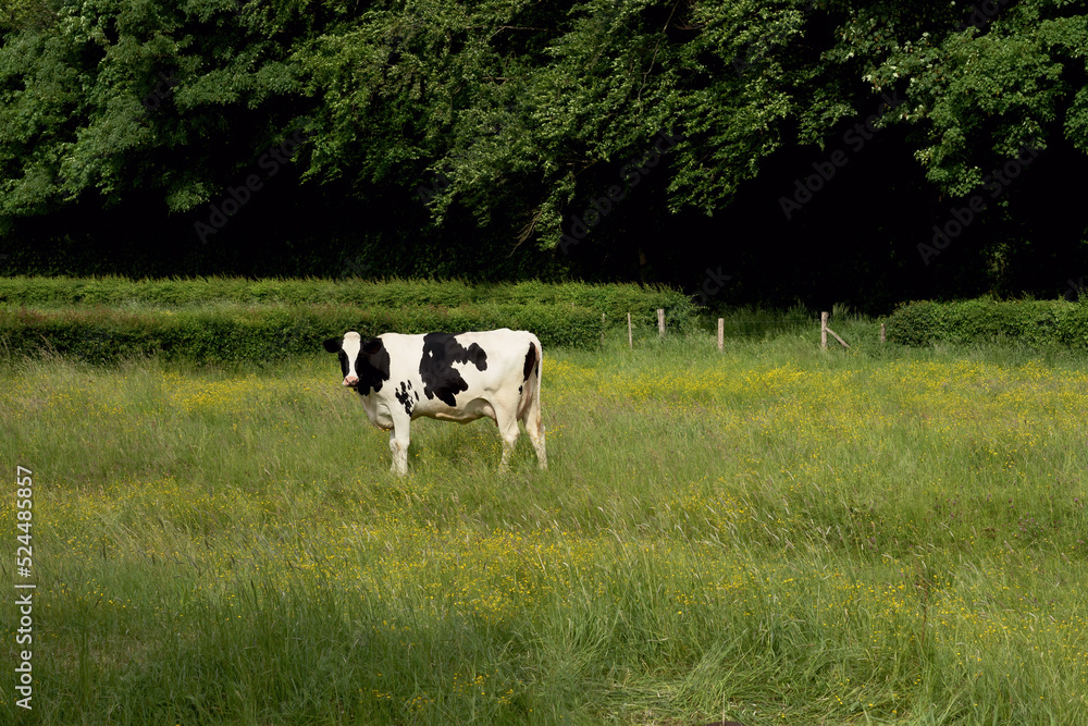 Cow in a meadow with yellow flowers and a forest in the background. Cow in a meadow with yellow flowers and a forest in the background.